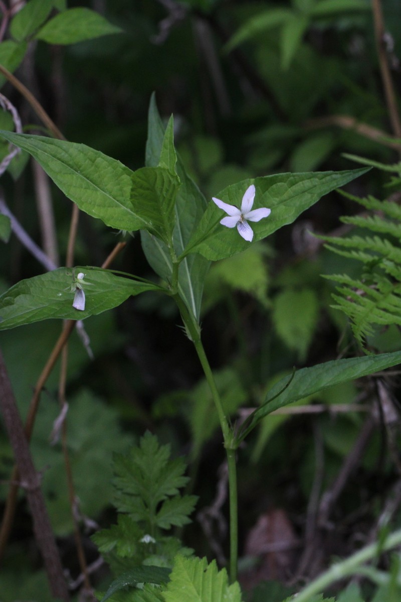Viola thibaudieri photo 2