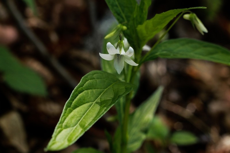 Viola thibaudieri photo 3