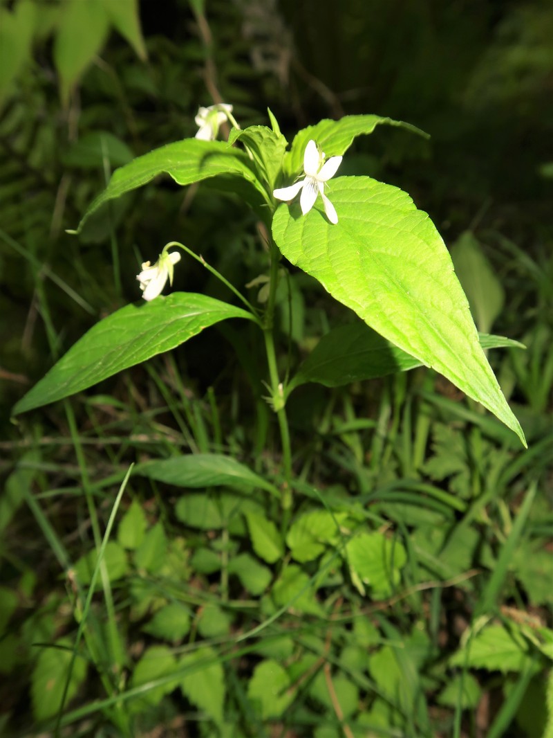 Viola thibaudieri