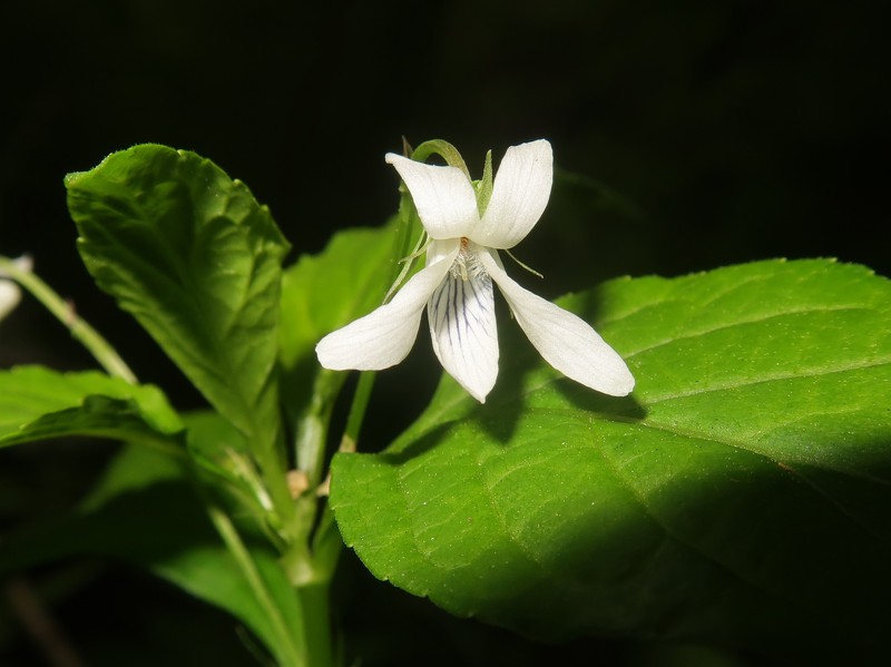 Viola thibaudieri photo 4
