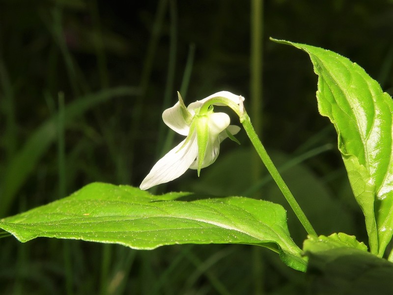 Viola thibaudieri photo 5