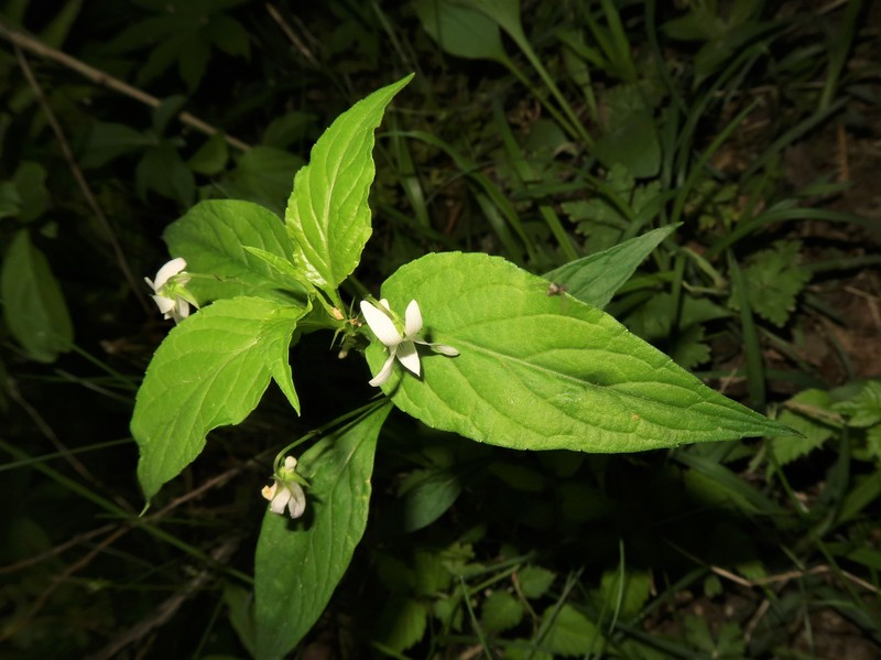 Viola thibaudieri photo 6