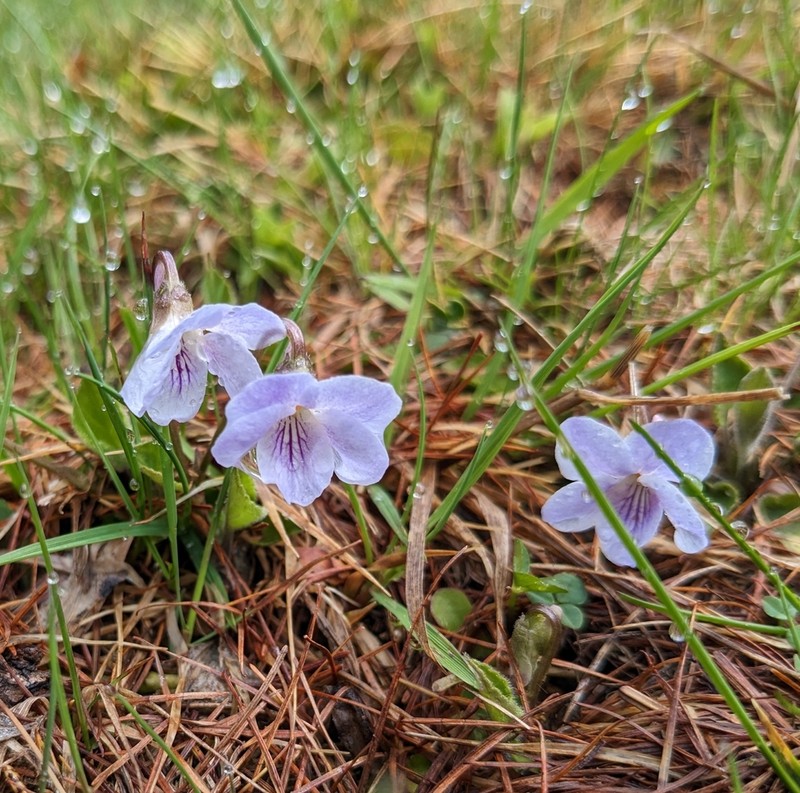 Viola thomasiana