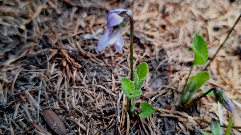 Viola thomasiana photo 2