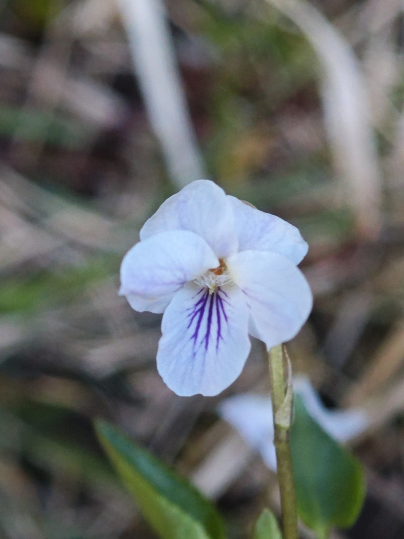 Viola thomasiana photo 3