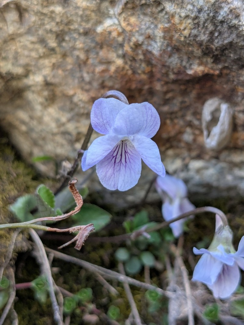 Viola thomasiana photo 4