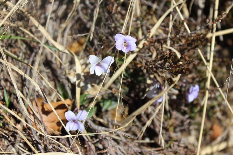 Viola thomasiana photo 5