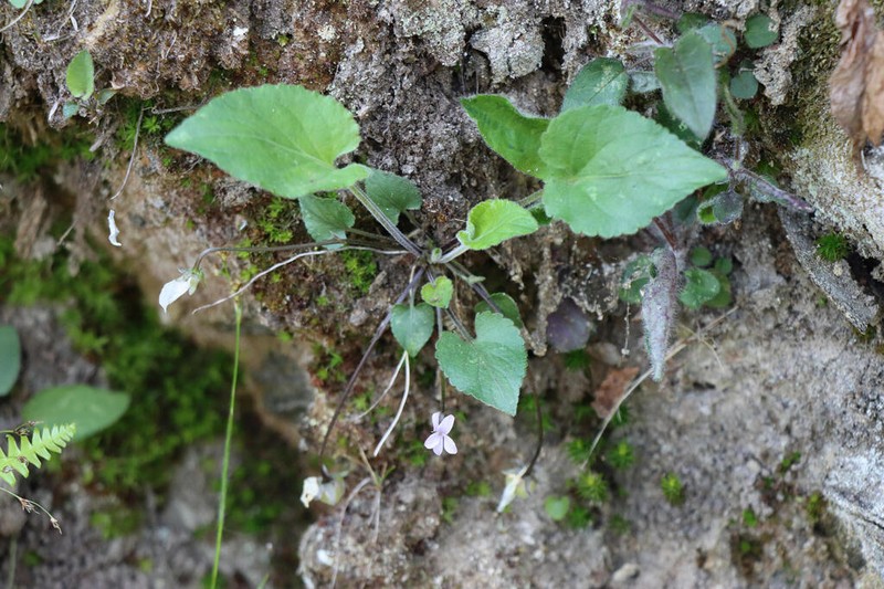 Viola thomasiana photo 6