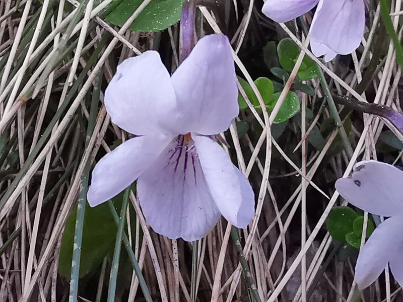 Viola thomasiana photo 7