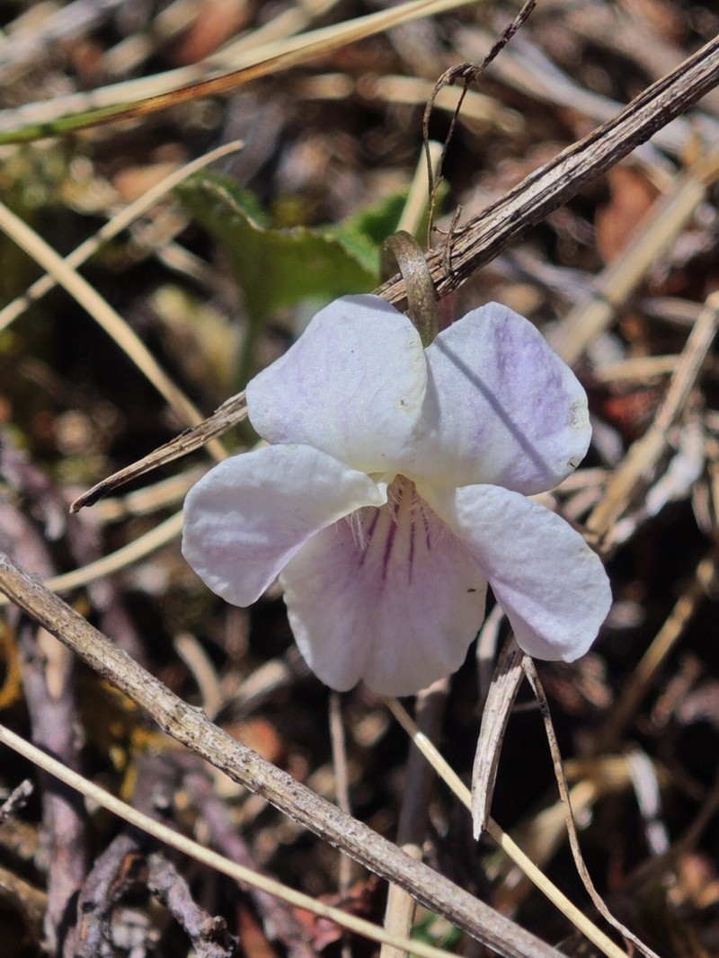 Viola thomasiana photo 8