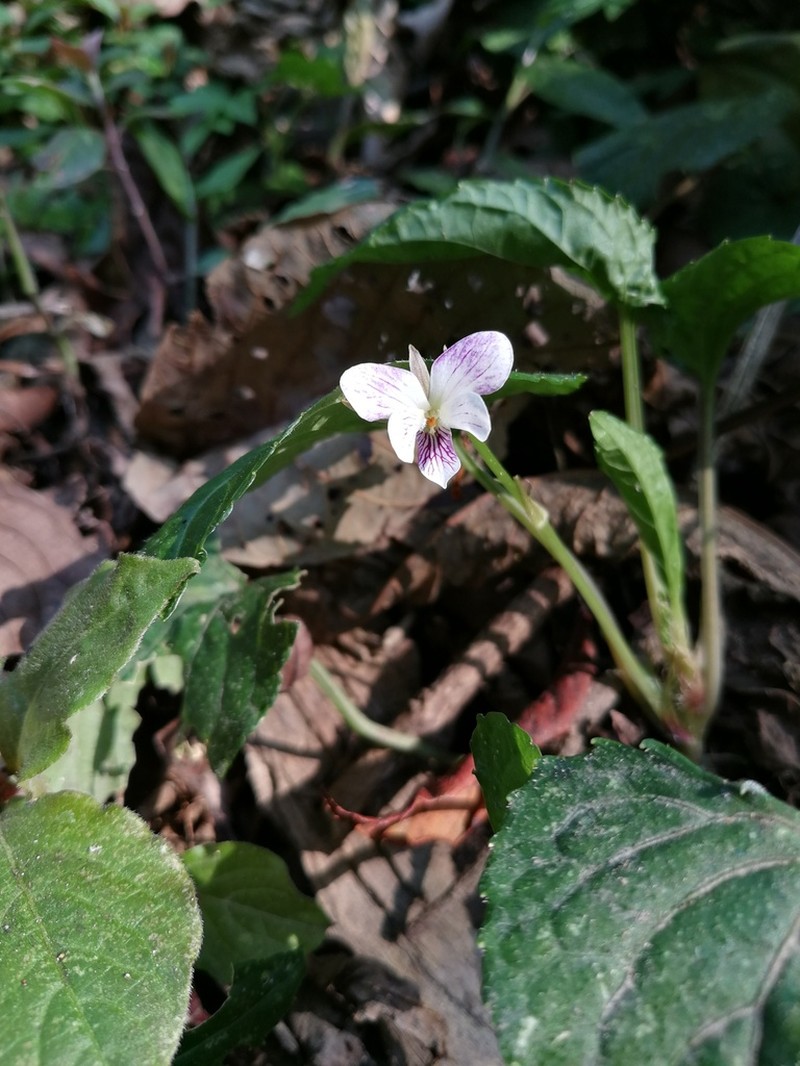 Viola thomsonii
