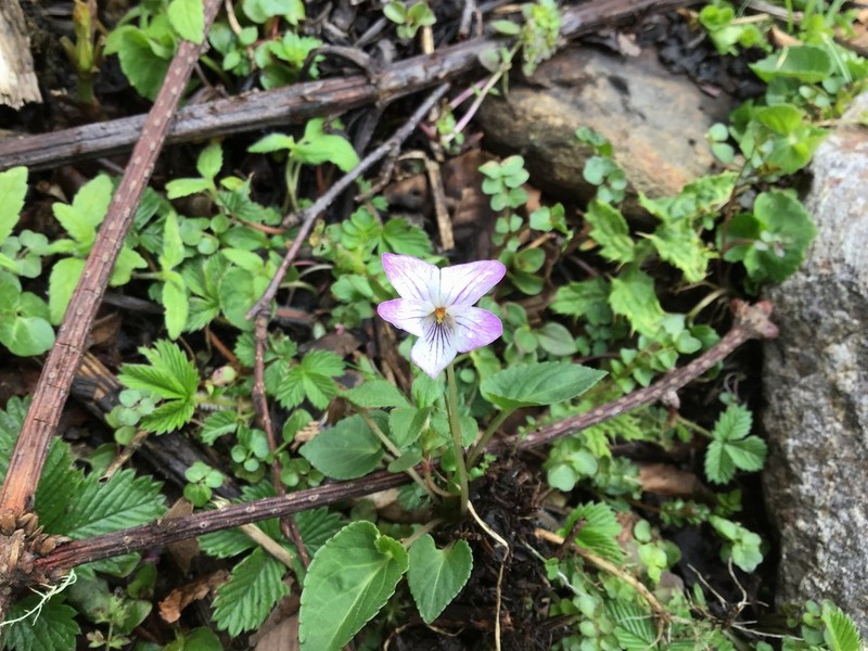 Viola thomsonii photo 2