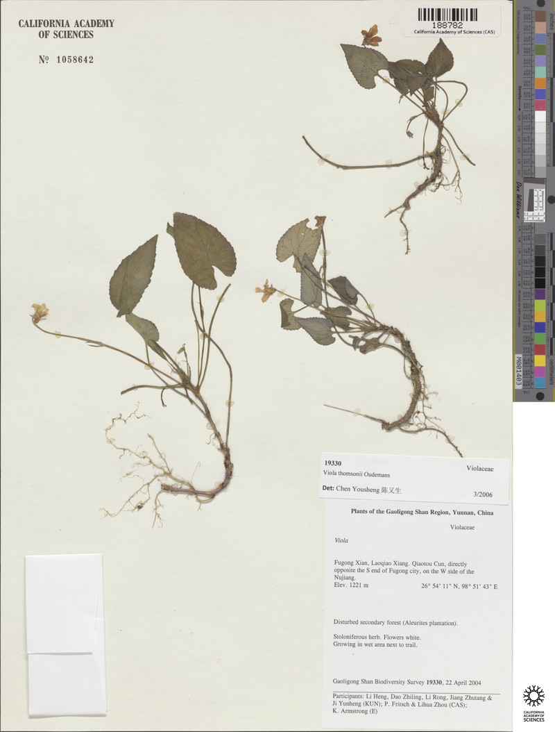 Viola thomsonii photo 6
