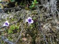 Viola thymifolia