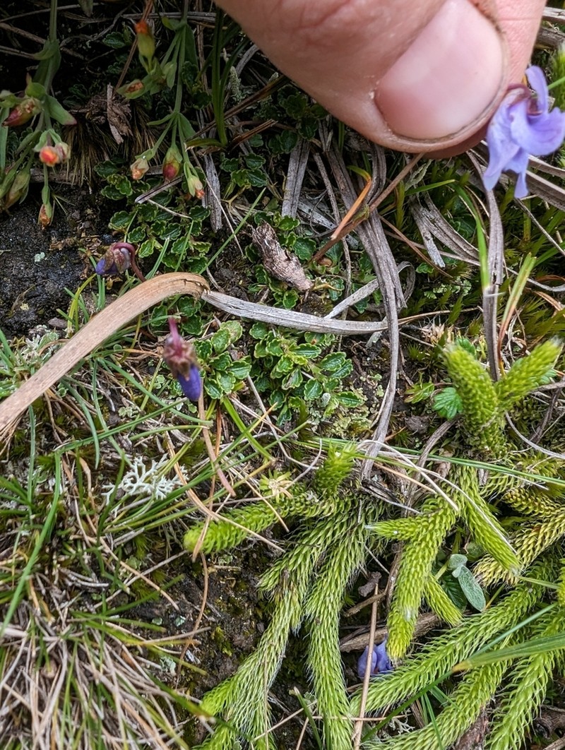 Viola thymifolia photo 2