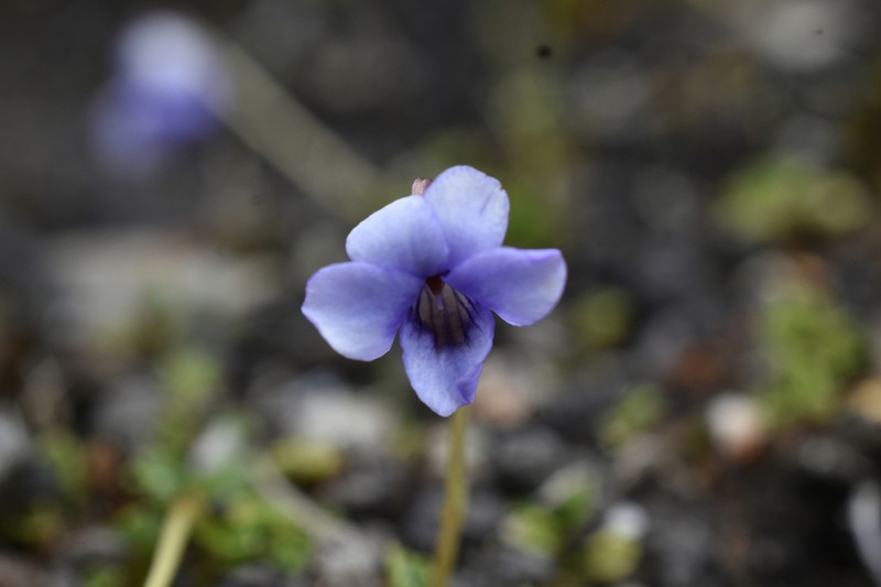 Viola thymifolia photo 3