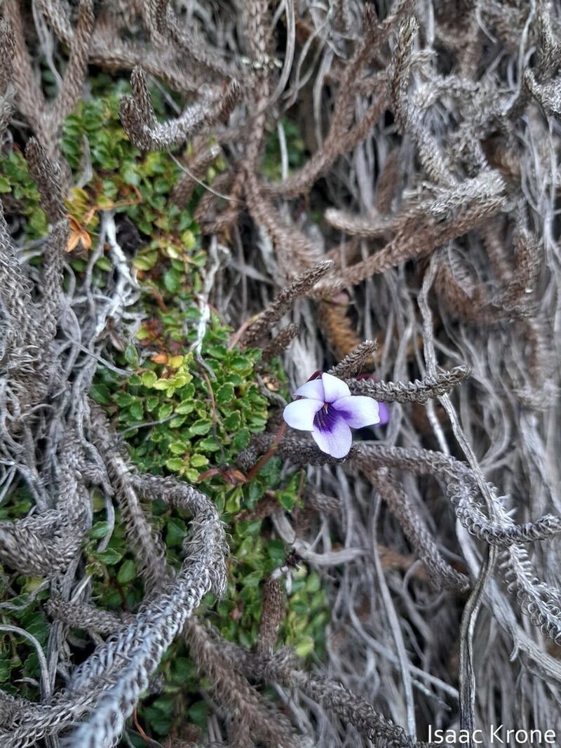 Viola thymifolia photo 4