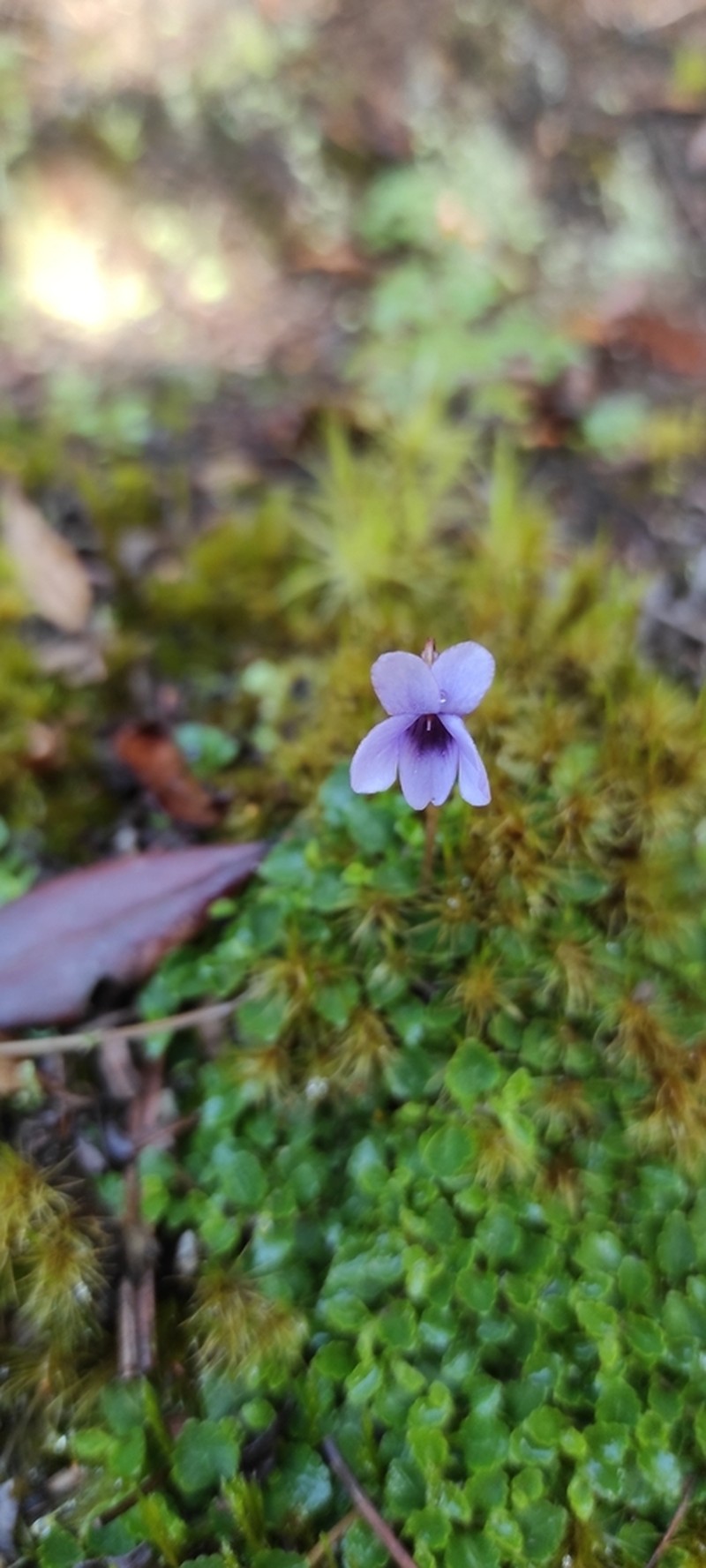 Viola thymifolia photo 5