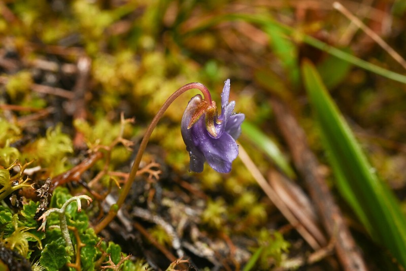 Viola thymifolia photo 6