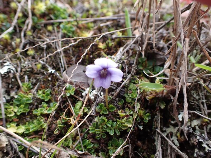 Viola thymifolia photo 7