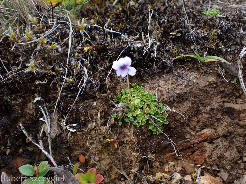 Viola thymifolia photo 8