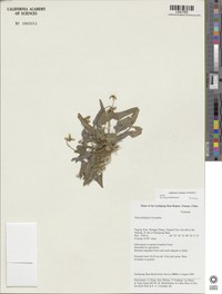 Viola tienschiensis