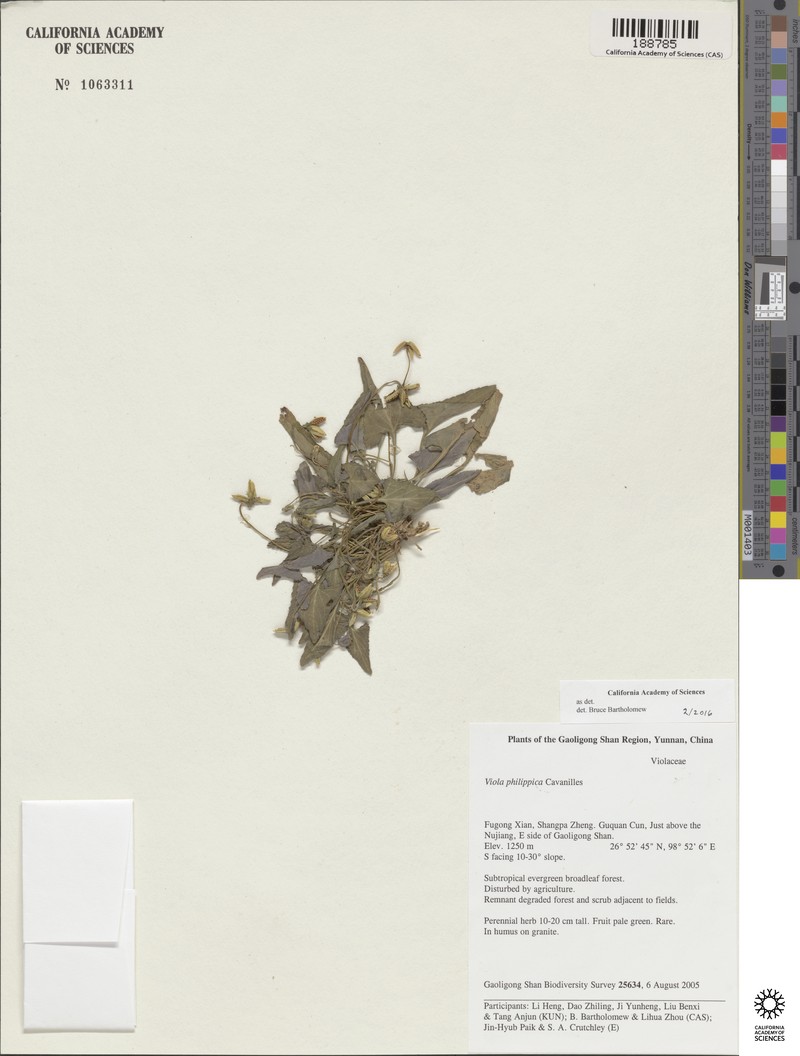 Viola tienschiensis