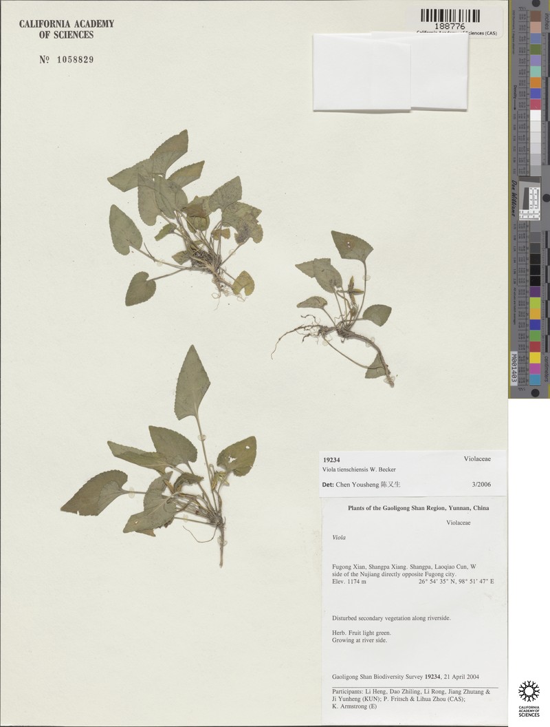 Viola tienschiensis photo 2
