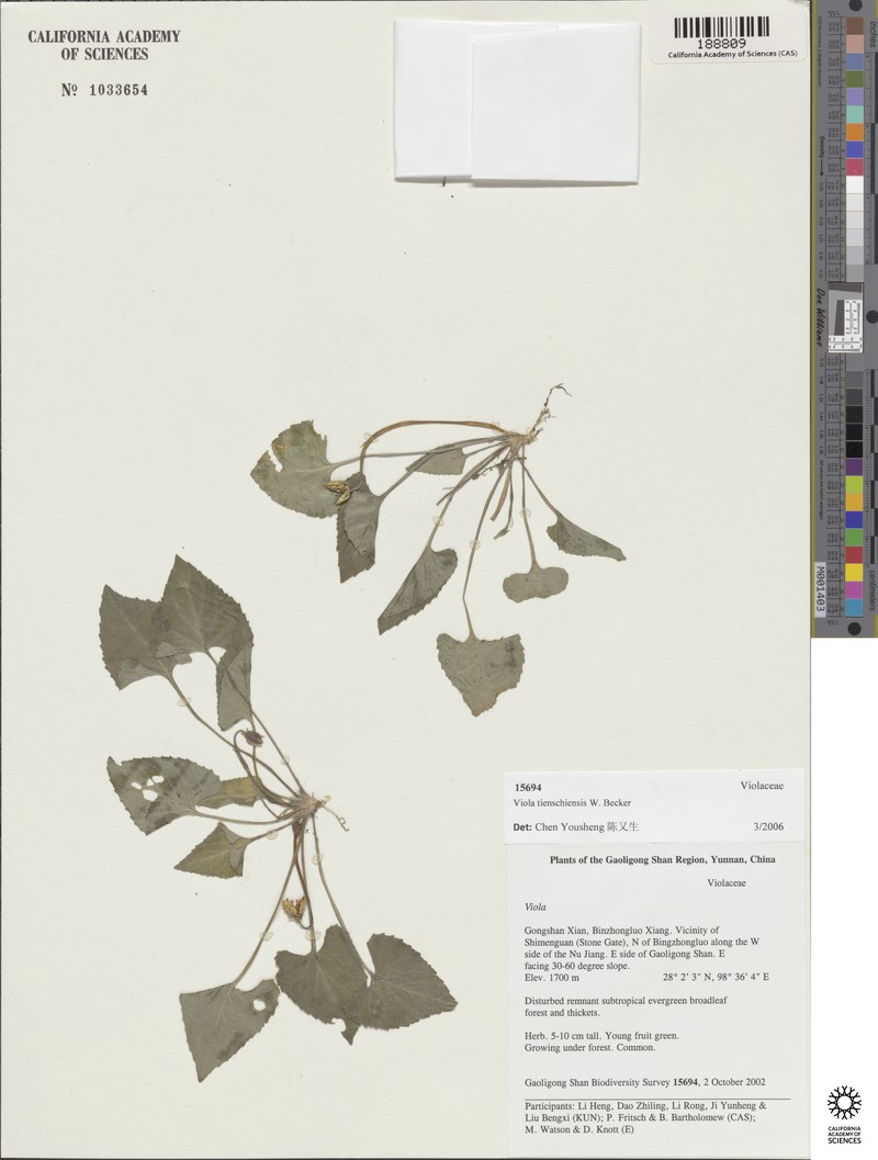 Viola tienschiensis photo 3