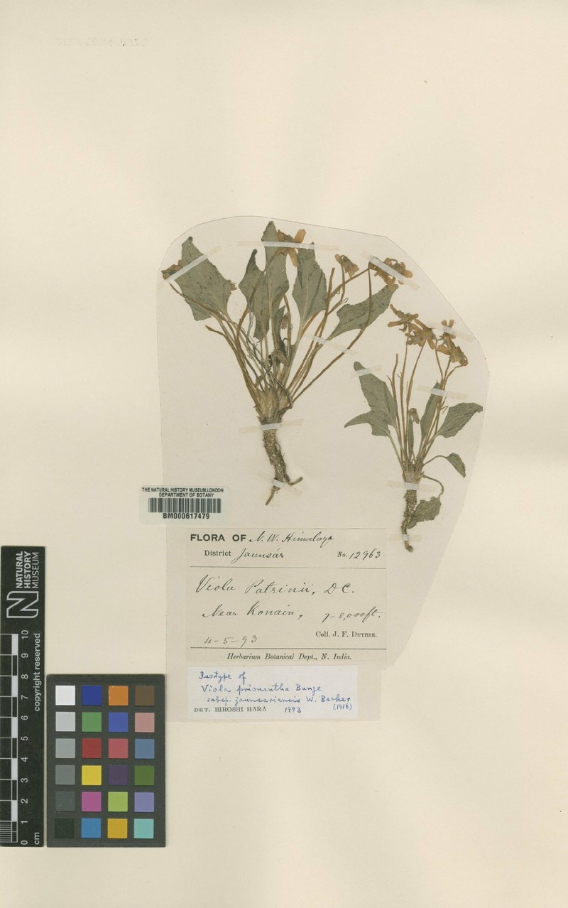 Viola tienschiensis photo 4