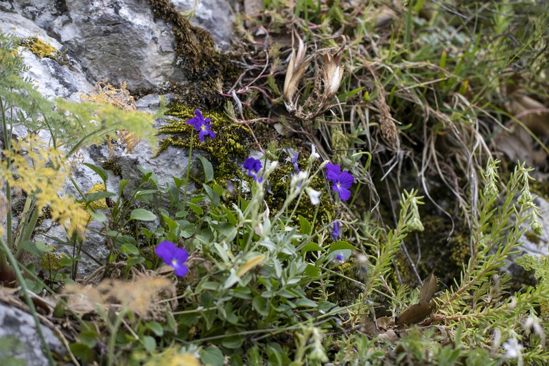 Viola tineorum
