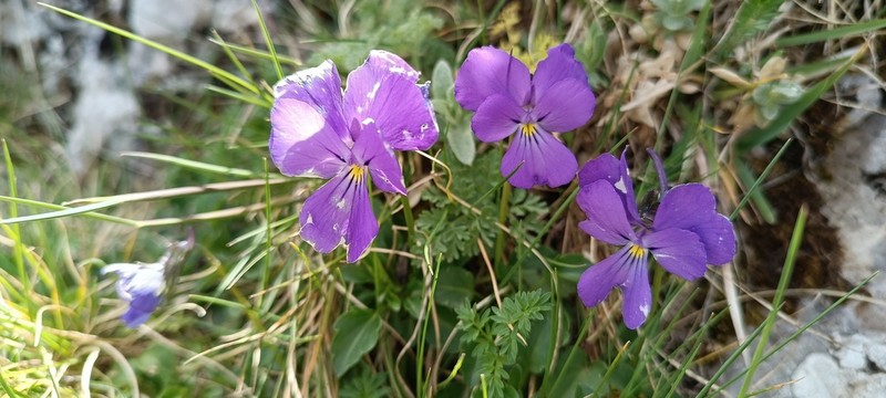 Viola tineorum photo 2