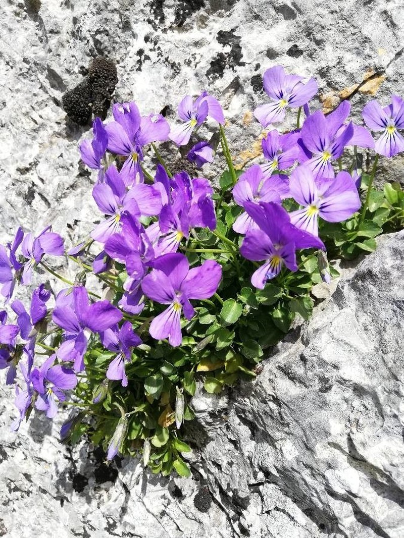 Viola tineorum photo 3