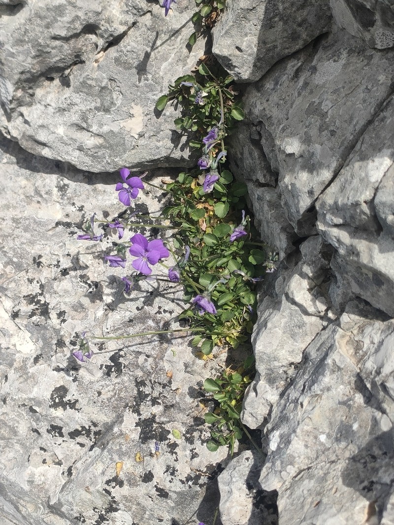 Viola tineorum photo 4