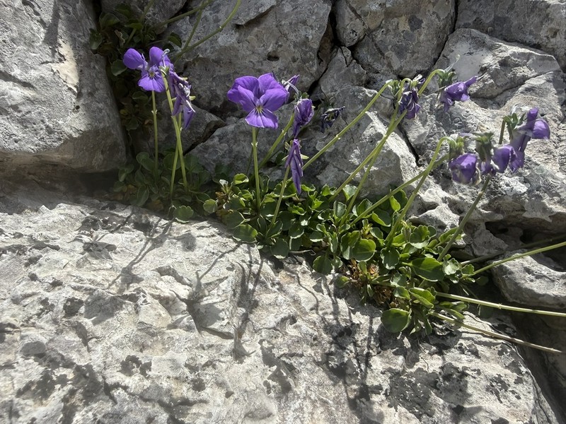 Viola tineorum photo 5