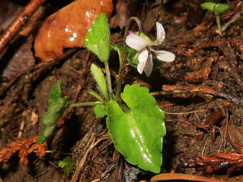 Viola tokaiensis