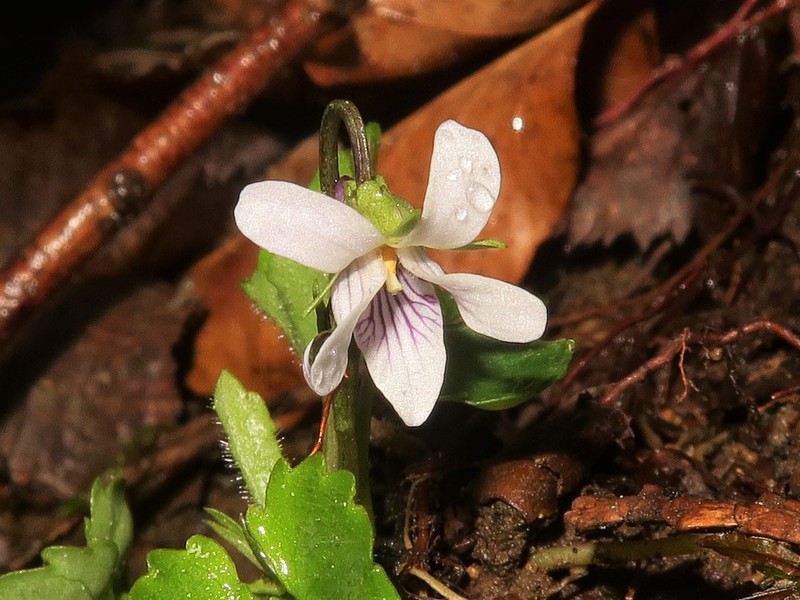 Viola tokaiensis photo 2