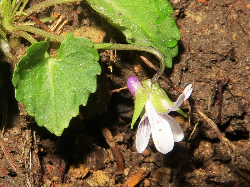 Viola tokaiensis photo 3