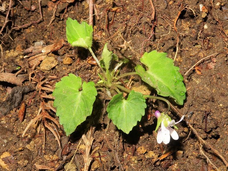 Viola tokaiensis photo 4