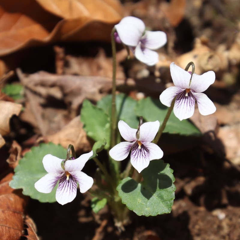 Viola tokaiensis photo 5