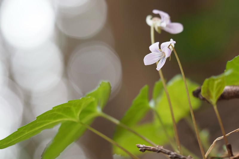 Viola tokubuchiana