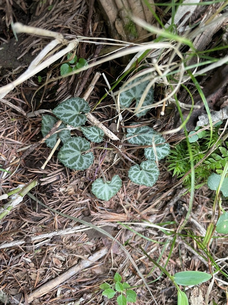 Viola tokubuchiana photo 2