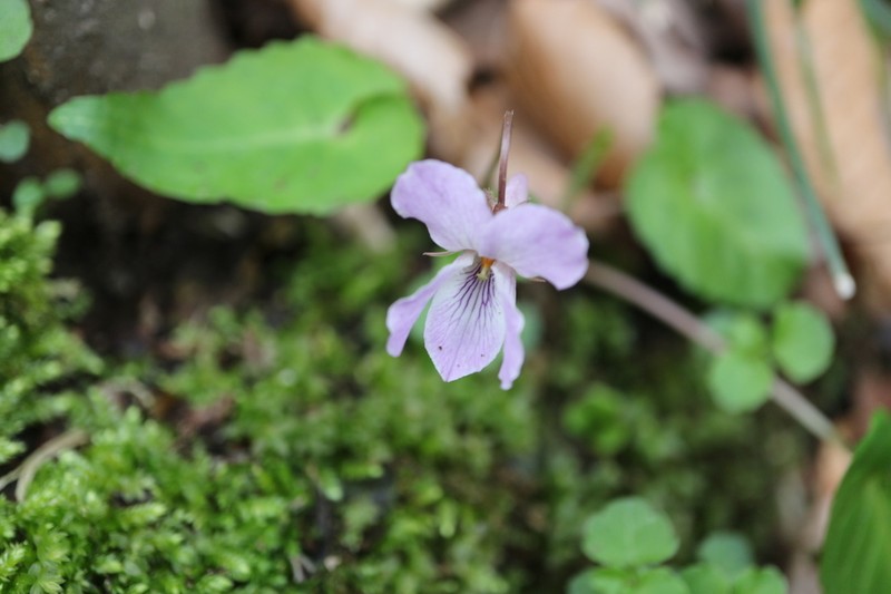 Viola tokubuchiana photo 3