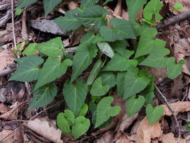 Viola tokubuchiana photo 4