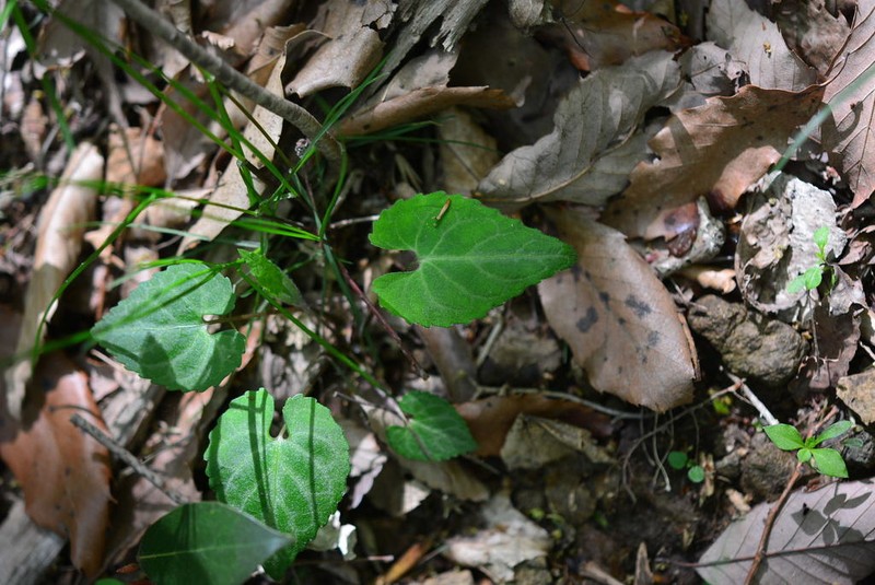 Viola tokubuchiana photo 5