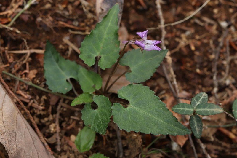 Viola tokubuchiana photo 6