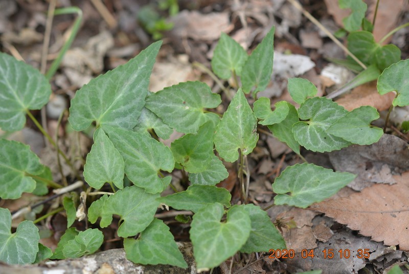 Viola tokubuchiana photo 7