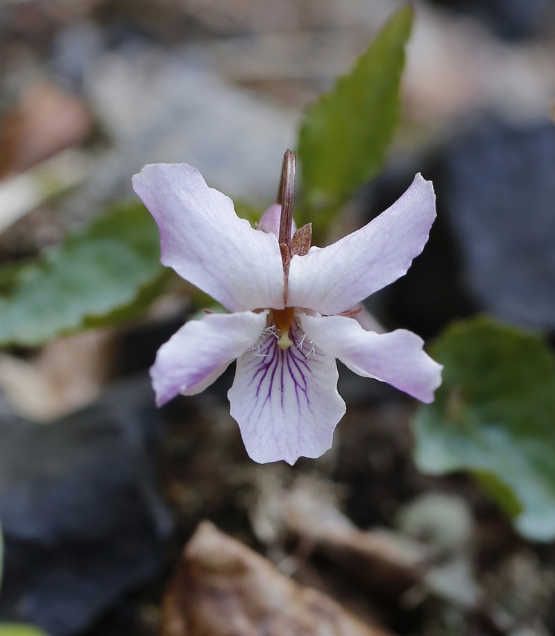 Viola tokubuchiana photo 8