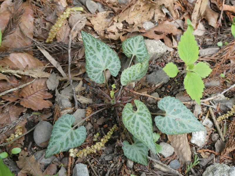 Viola tokubuchiana var. takedana