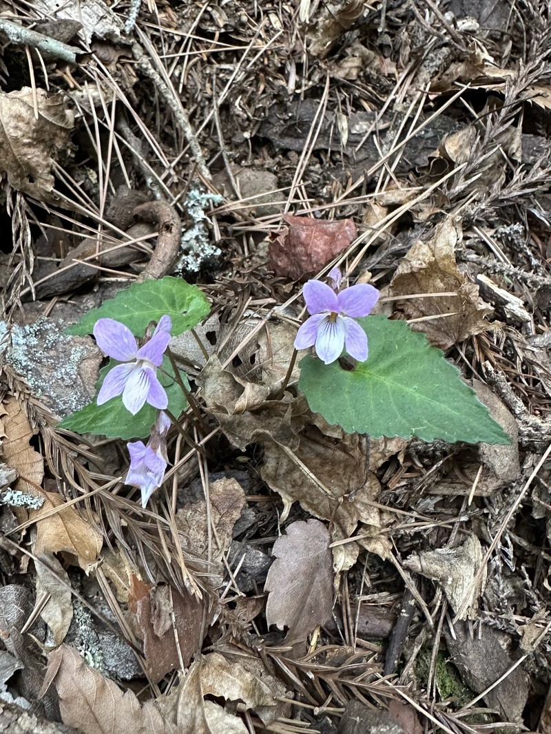 Viola tokubuchiana var. takedana photo 2